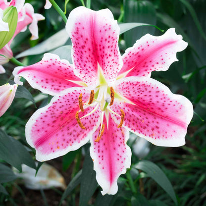 Pink lily stargazer close-up with white edges and red spots against a blurred background.