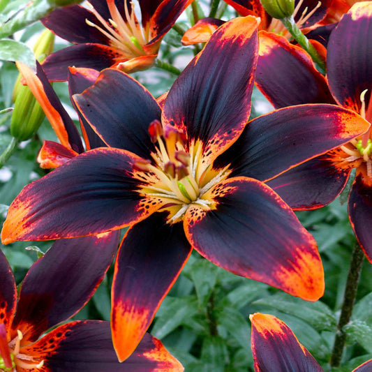 Deep orange lily starlette with dark spots and prominent stamens against a dark background.