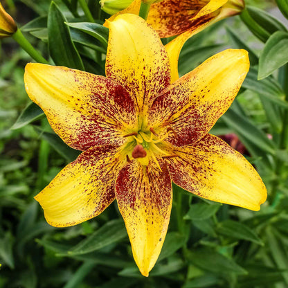 Yellow-orange lily tango mix bloom with dark spots against a sunny blurred background.