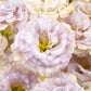 Lisianthus celeb blue chateau pale lavender ruffled blooms on a clean white background.