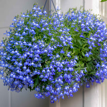 Lobelia compact blue dense blue blooms with delicate petals massed in a garden border.
