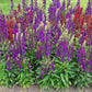Lobelia starship blue blue and purple flower cluster with green leaves in natural light.