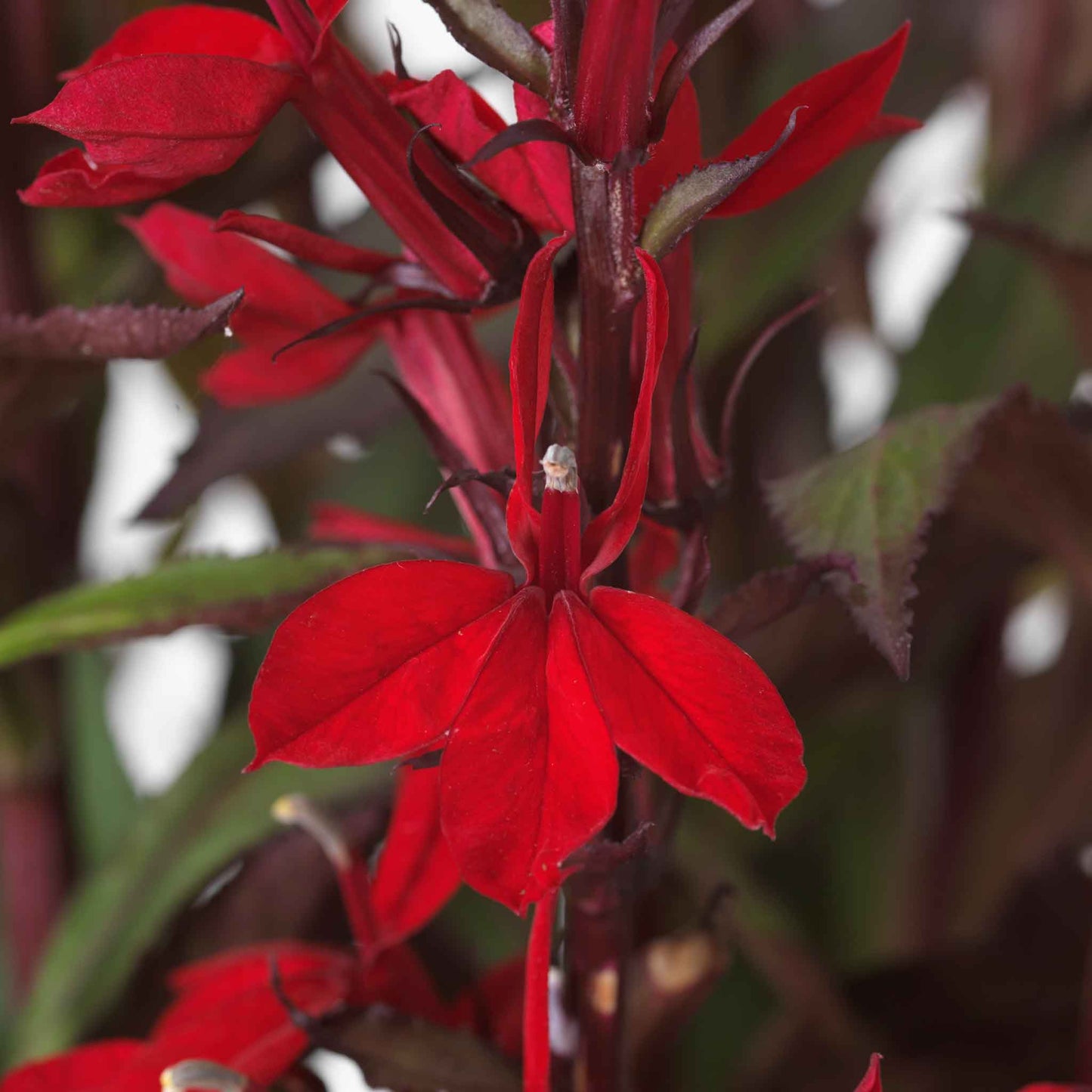Lobelia scarlet bronze leaf vivid red flowers with rich bronze leaves in a garden setting.
