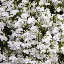 Lobelia white palace small white flowers with green leaves on a blurred green backdrop.
