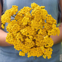Close up of a person holding a bouquet of yellow ageratum lonas in a garden setting.