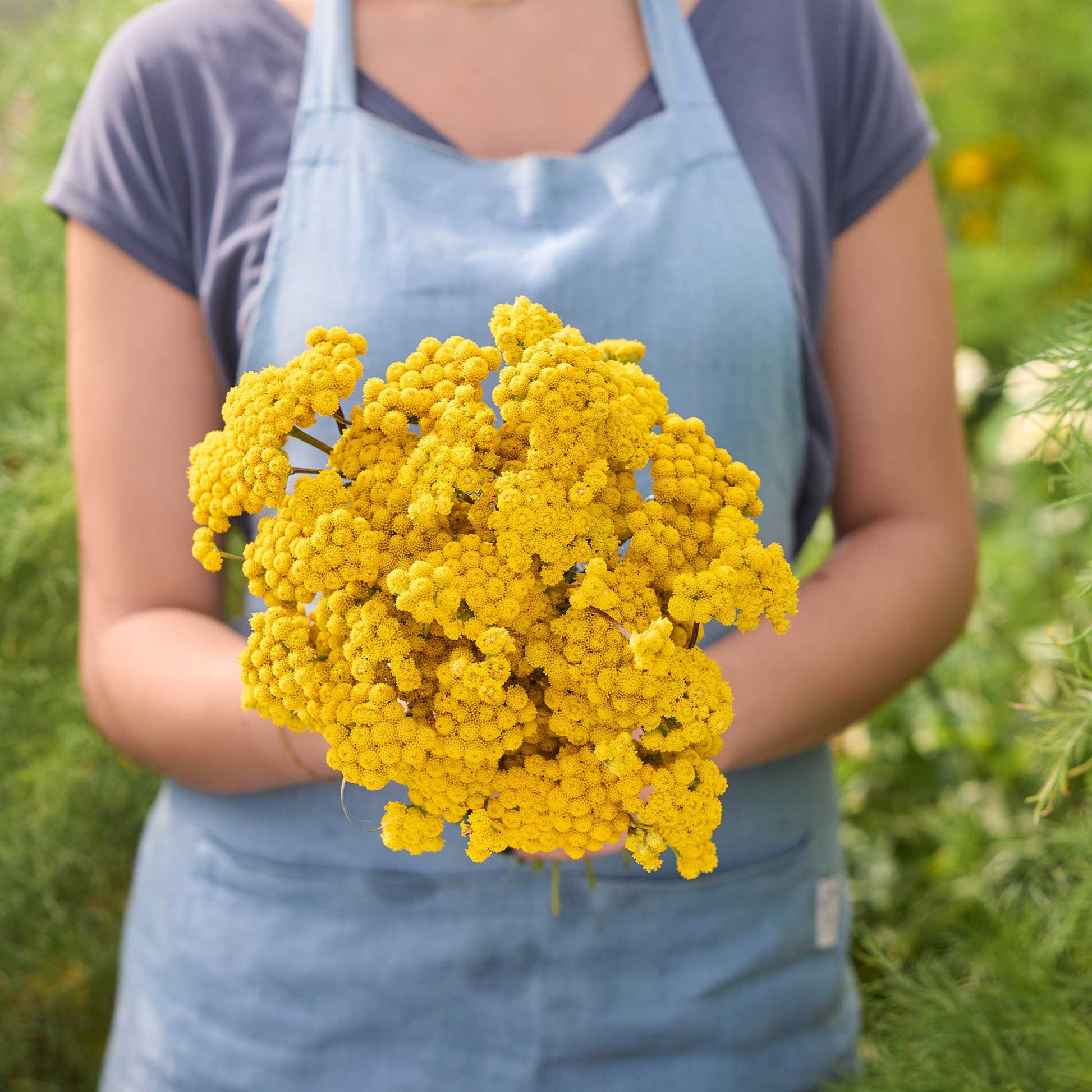 Person holding a bouquet of yellow ageratum lonas in a garden setting.