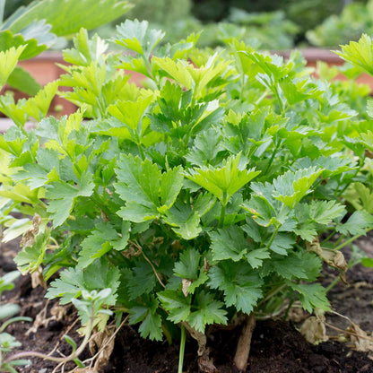 Green lovage plant growing in a garden bed