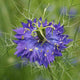 Love in a Mist Seeds - Persian Jewels Indigo Blue