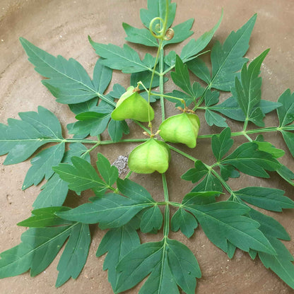 Love in the puff green and brown heart-shaped pods hanging on a vine with dark green leaves.