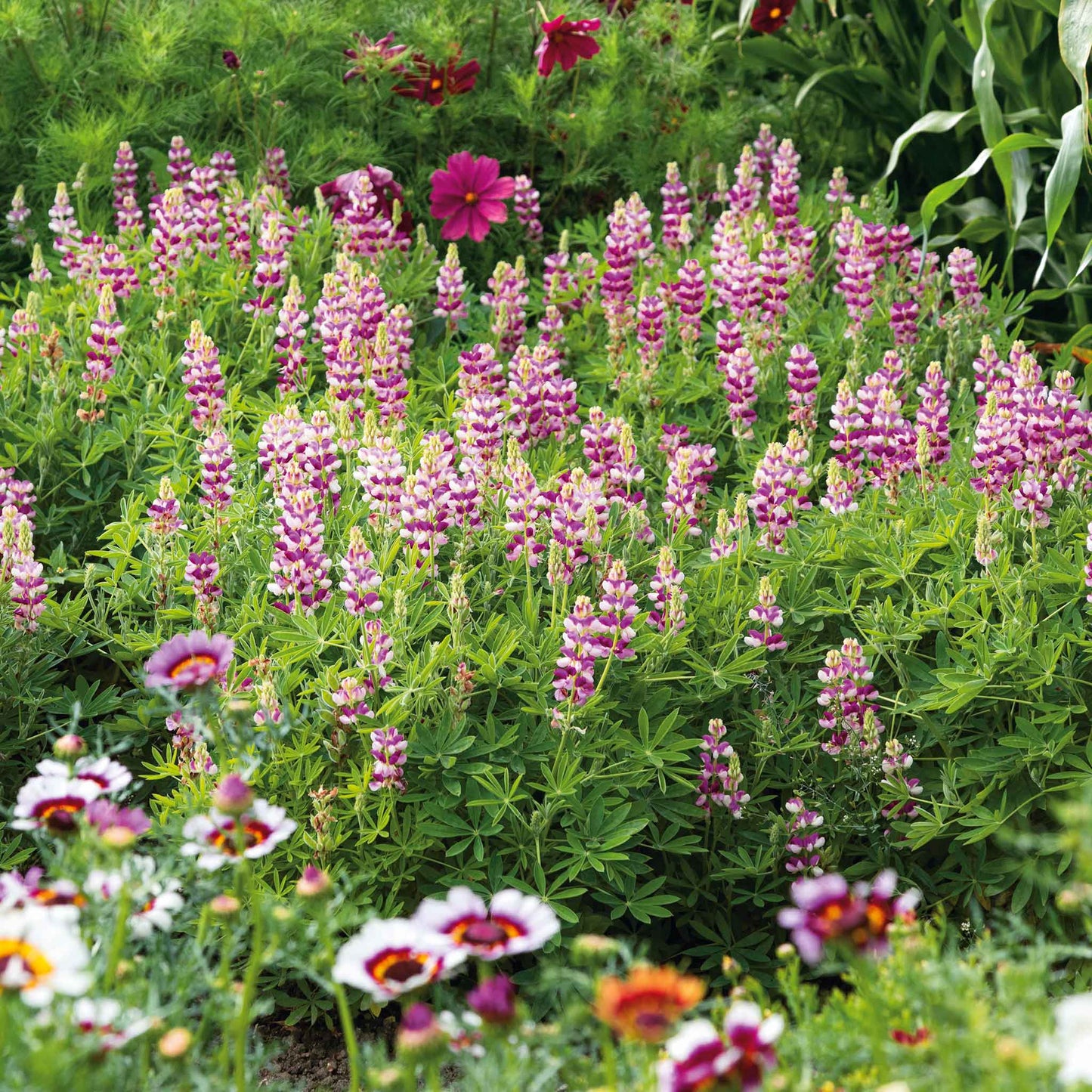 Lupine avalune mix mixed color blooms in pink, purple and white in a sunny garden.