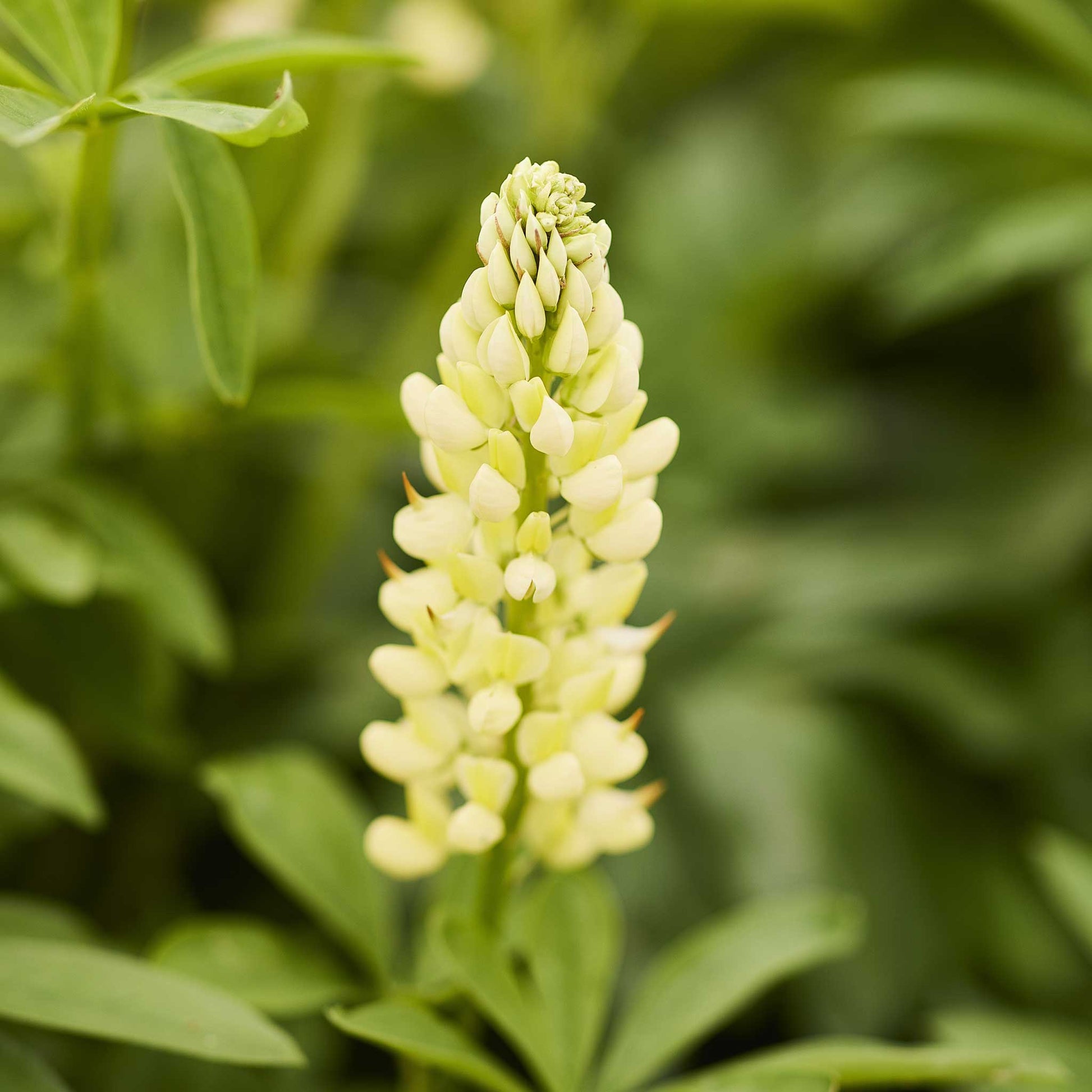 Close up of a single russell lupine chandelier flower in a garden setting with a blurred background.