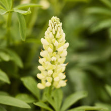Close up of a single russell lupine chandelier flower in a garden setting with a blurred background.