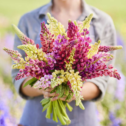 A person holding a bouquet of russell lupine pastel mix flowers in a garden setting.