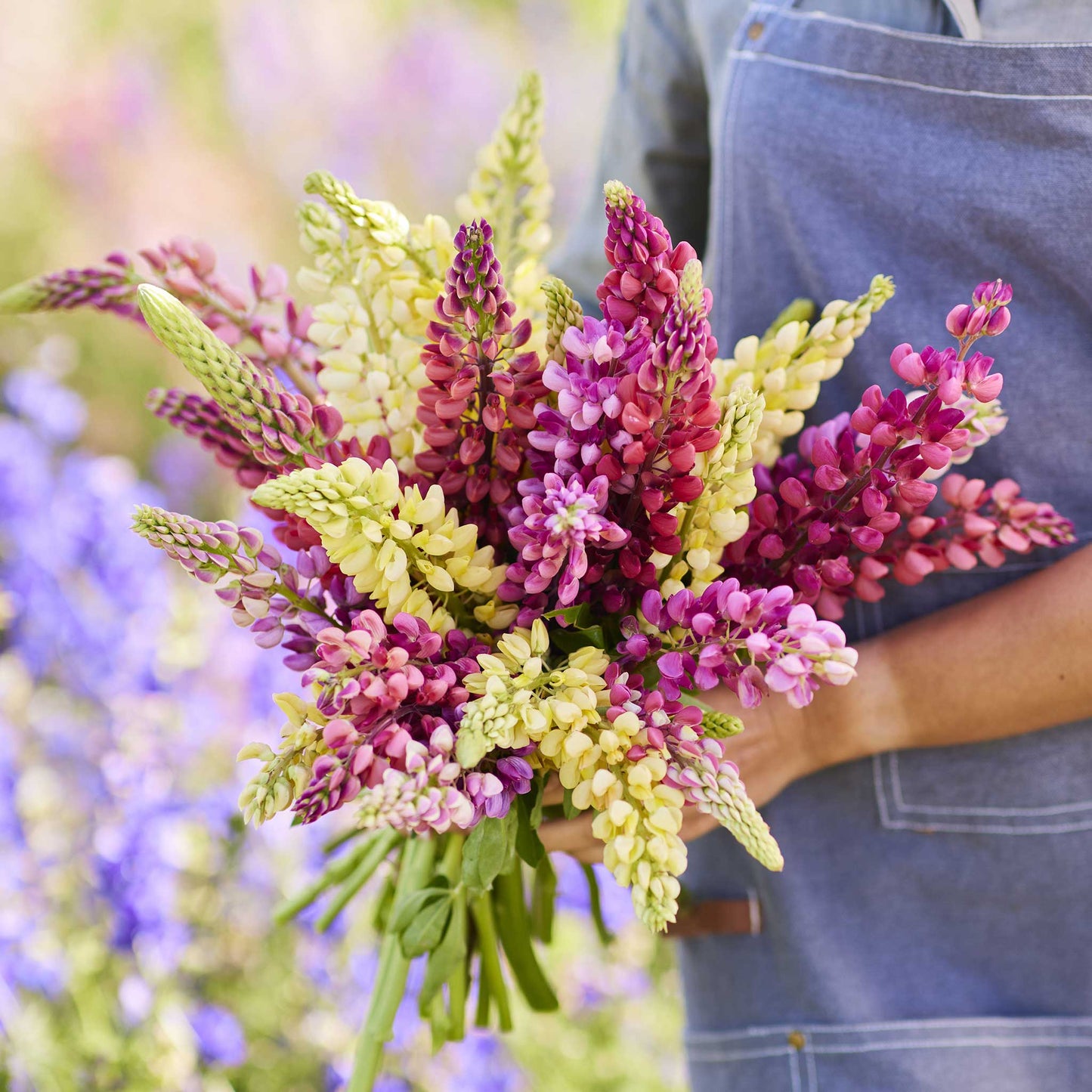 A  close up of a person holding a bouquet of russell lupine pastel mix flowers in a garden setting.