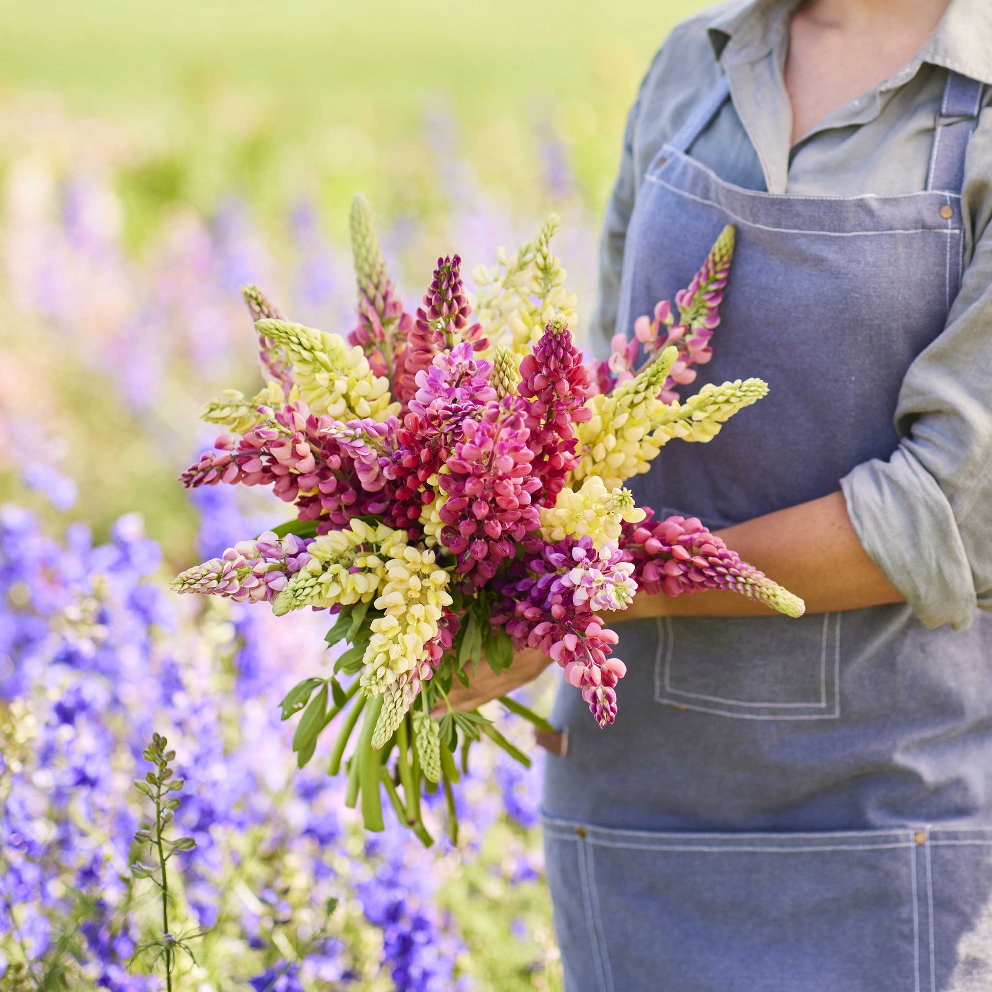 A person holding a bouquet of russell lupine pastel mix flowers in a garden setting.