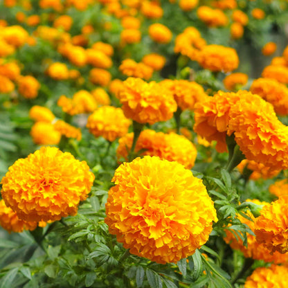Marigold african smiles dense orange blooms massed together in a sunny garden border.