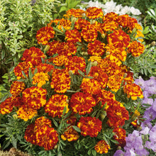 Marigold bolero orange and yellow bicolor blooms with green foliage in a garden setting.