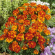 French Marigold Seeds - Bolero