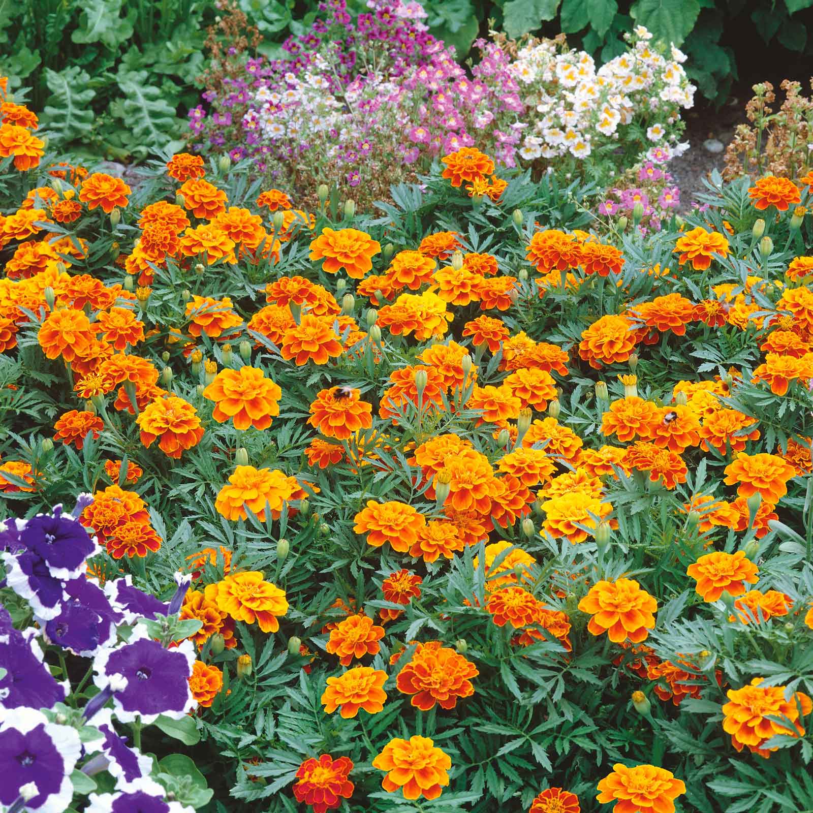 Marigold queen sophia ruffled orange and yellow bloom with layered petals on a green backdrop.