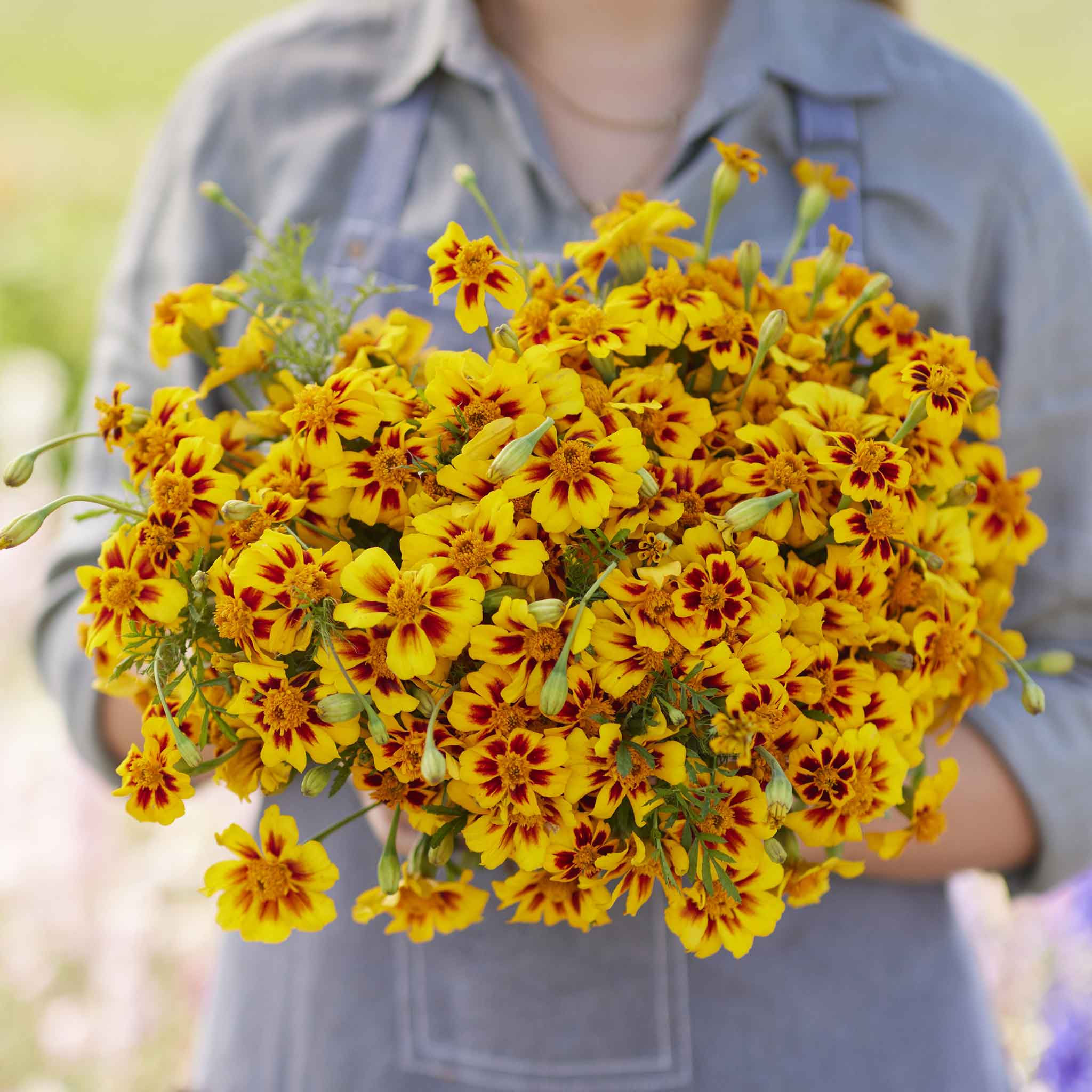 Marigold naughty marietta bright orange and yellow blooms with lush green leaves.