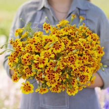 Marigold naughty marietta bright orange and yellow blooms with lush green leaves.