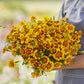 Marigold naughty marietta orange and yellow blooms with green foliage in a garden setting.