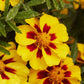 Marigold naughty marietta vibrant orange and yellow bloom with a dark center on a green backdrop.