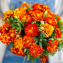 Marigold organic sparky mix bright orange blooms densely packed in a sunny garden border.