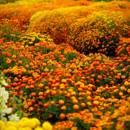 Marigold organic sparky mix reddish-orange ruffled petals with yellow accents on a plain backdrop.