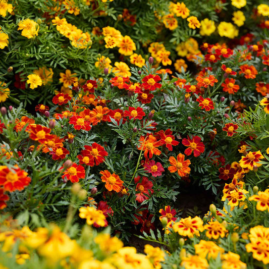 Close-up of a vibrant garden with marigold pygmy red flowers.