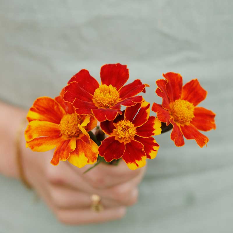Close up of marigold pygmy red flowers with red and white petals and an orange center.