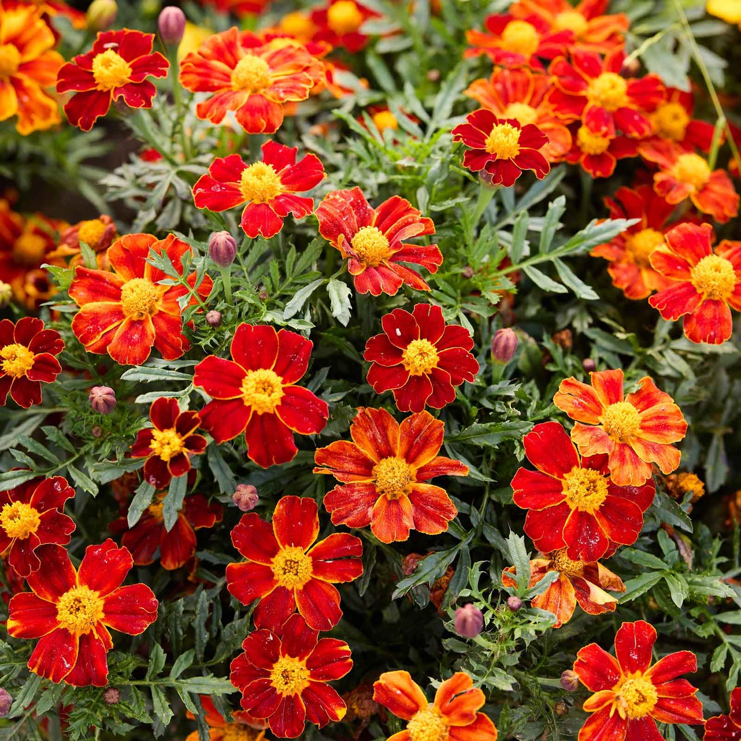 Close-up of bright red and orange flowers from marigold pygmy red with green leaves