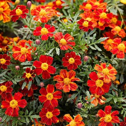 Close-up of bright red and orange flowers from marigold pygmy red with green leaves
