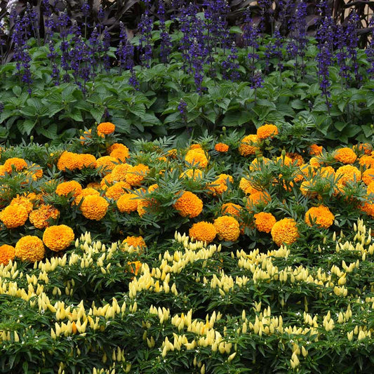 Marigold taishan orange bright orange blooms massed in a border with green foliage.