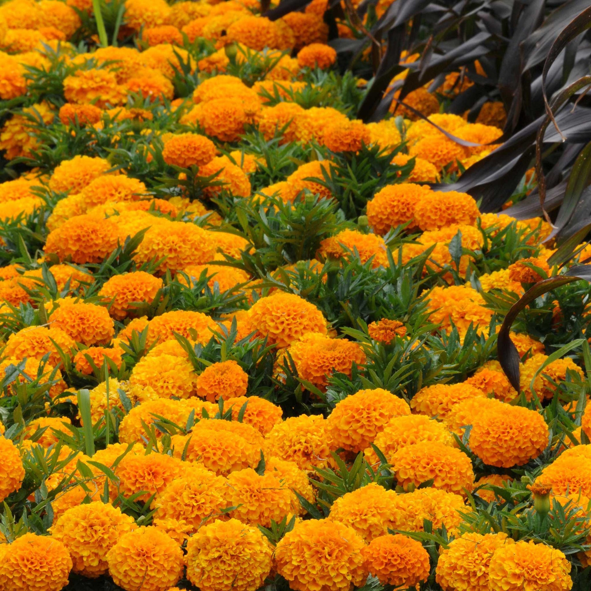 Marigold taishan orange dense orange blooms filling a sunny garden bed.