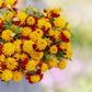 Marigold tiger eyes vibrant orange and yellow bloom with layered petals on a plain backdrop.