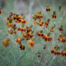 A close-up of a Mexican Hat flower with a red and yellow conical center and yellow petals.