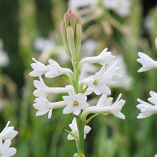 White mexican tuberose flowers with green stems against a soft blurred green background.