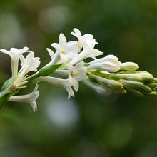 White mexican tuberose flowers in bloom with a blurred bright green garden background.