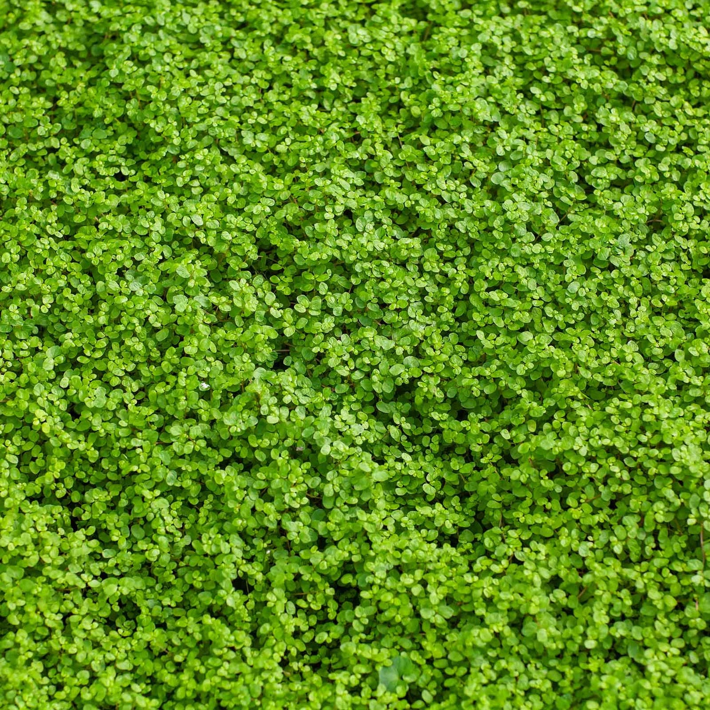 A close-up of small, green Corsican mini mint leaves.