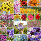 A grid graphic showing the bloomed contents of Signature Wildflower Bundle - Annual & Perennial Blooms