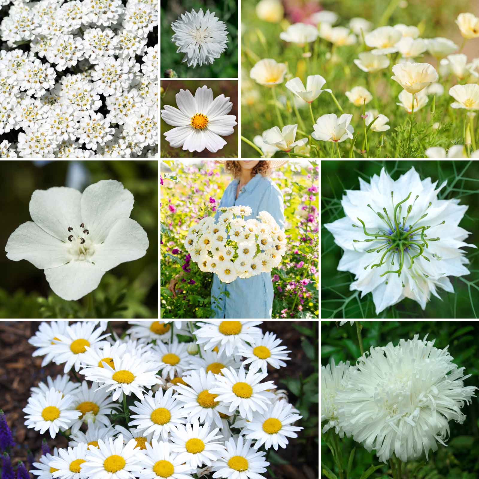 A grid graphic showing the bloomed contents of Cloud 9 - White Flower Seed Mix