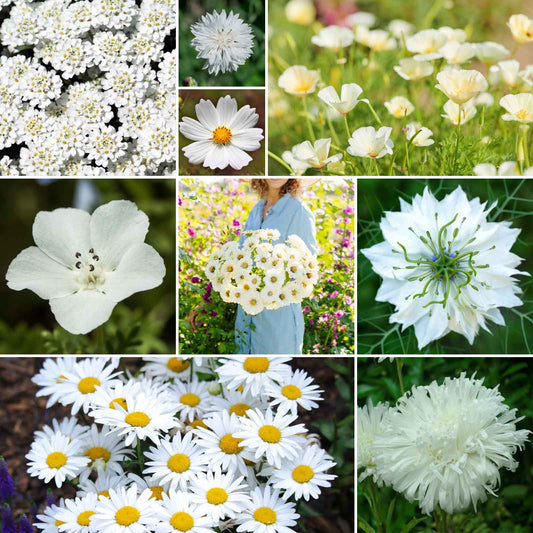 A grid graphic showing the bloomed contents of Cloud 9 - White Flower Seed Mix