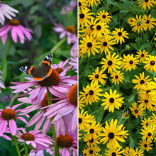A grid graphic showing the bloomed contents of Dynamic Duo - Echinacea & Black Eyed Susan Mix