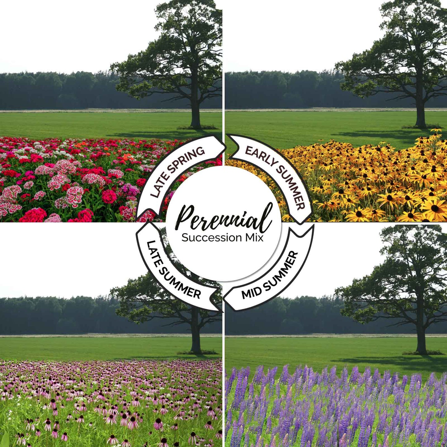 A grid showing the growth cycle of the endless summer perennial succession wildflower mix