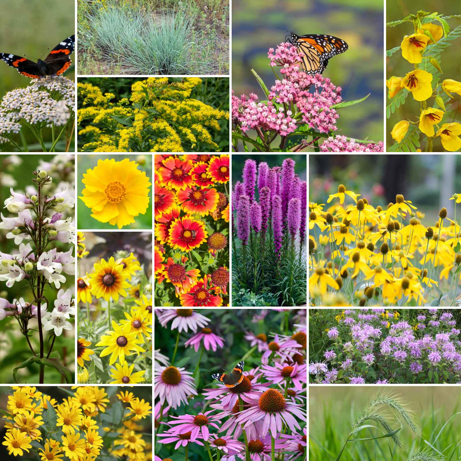 Collage of various flowers of the erosion control wildflower mix.