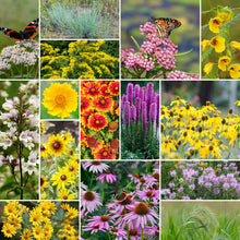 Collage of various flowers of the erosion control wildflower mix.