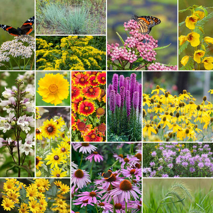 Collage of various flowers of the erosion control wildflower mix.