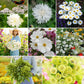 A grid graphic showing the bloomed contents of Green with Envy Flower Seed Mix