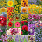 A grid graphic showing the bloomed contents of Midwest Wildflower Seed Mix